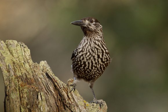 Nocciolaia - Eurasian nutcracker (Nucifraga caryocatactes)