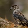 Nocciolaia - Eurasian nutcracker (Nucifraga caryocatactes)