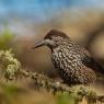 Nocciolaia - Eurasian nutcracker (Nucifraga caryocatactes)