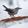 Nocciolaia - Eurasian nutcracker (Nucifraga caryocatactes)