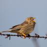 Strillozzo - Corn Bunting (Emberiza calandra)