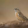 Zigolo muciatto - Rock bunting (Emberiza cia)