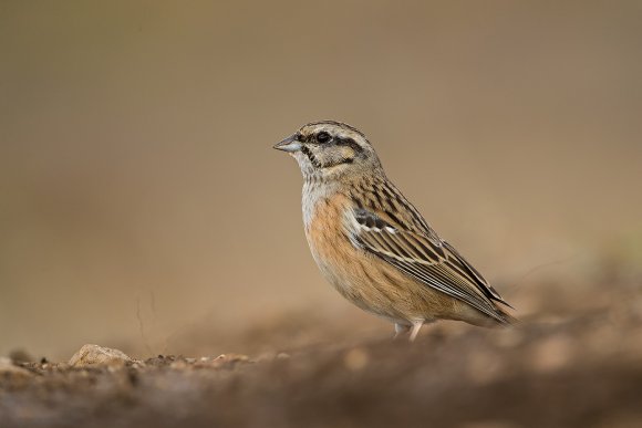 Zigolo muciatto - Rock bunting (Emberiza cia)