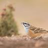 Zigolo muciatto - Rock bunting (Emberiza cia)