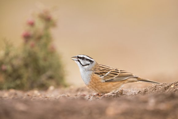 Zigolo muciatto - Rock bunting (Emberiza cia)