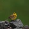 Zigolo giallo - Yellowhammer (Emberiza citrinella)