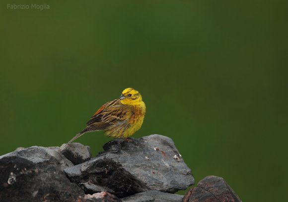 Zigolo giallo - Yellowhammer (Emberiza citrinella)