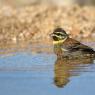 Zigolo nero - Cirl Bunting (Emberiza cirlus)