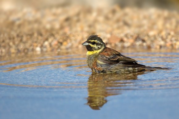 Zigolo nero - Cirl Bunting (Emberiza cirlus)