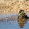 Zigolo nero - Cirl Bunting (Emberiza cirlus)