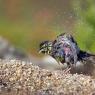 Zigolo nero - Cirl Bunting (Emberiza cirlus)