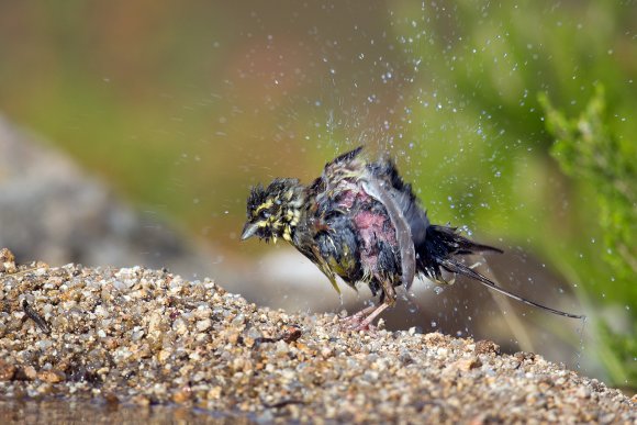 Zigolo nero - Cirl Bunting (Emberiza cirlus)