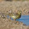 Zigolo nero - Cirl Bunting (Emberiza cirlus)