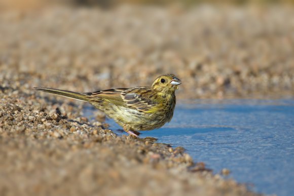 Zigolo nero - Cirl Bunting (Emberiza cirlus)