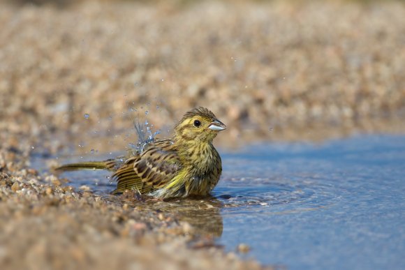 Zigolo nero - Cirl Bunting (Emberiza cirlus)