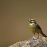 Zigolo nero - Cirl Bunting (Emberiza cirlus)