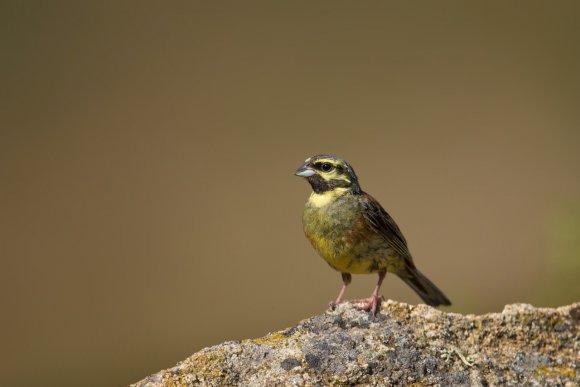 Zigolo nero - Cirl Bunting (Emberiza cirlus)