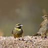 Zigolo nero - Cirl Bunting (Emberiza cirlus)