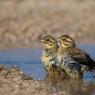 Zigolo nero - Cirl Bunting (Emberiza cirlus)