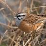 Zigolo muciatto - Rock Bunting (Emberiza cia)