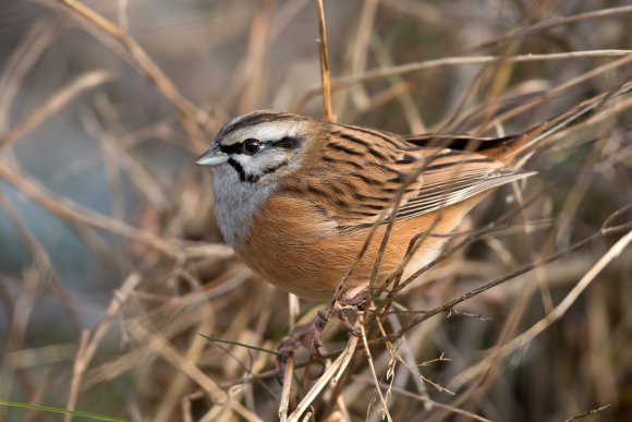 Zigolo muciatto - Rock Bunting (Emberiza cia)