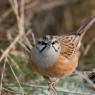 Zigolo muciatto - Rock Bunting (Emberiza cia)