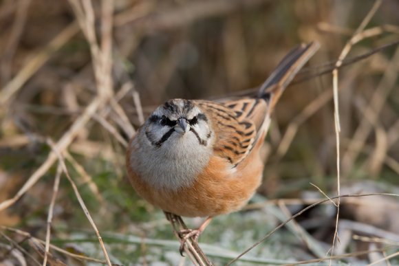 Zigolo muciatto - Rock Bunting (Emberiza cia)