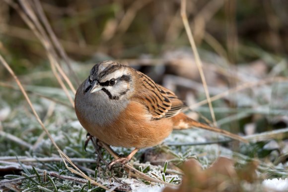 Zigolo muciatto - Rock Bunting (Emberiza cia)