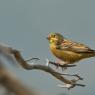 Ortolano - Ortolan Bunting (Emberiza hortulana)