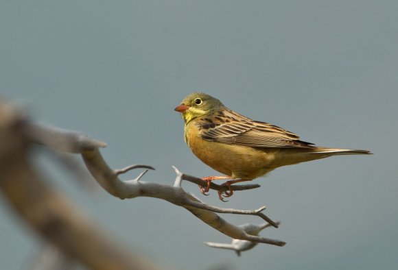 Ortolano - Ortolan Bunting (Emberiza hortulana)