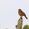 Strillozzo - Corn Bunting (Emberiza calandra)