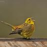 Zigolo giallo - Yellowhammer (Emberiza citrinella)