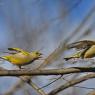 Verdone - Eurasian Greenfinch (Chloris chloris)