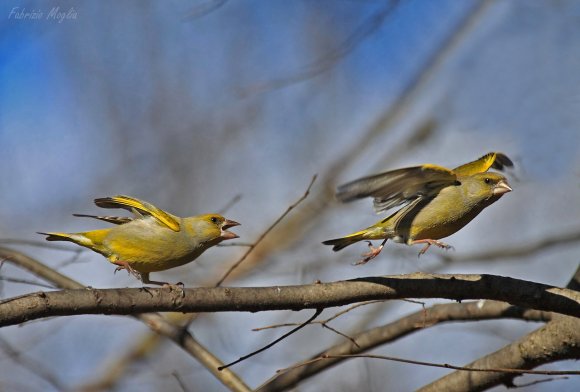 Verdone - Eurasian Greenfinch (Chloris chloris)