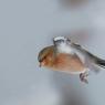 Fringuello - Common Chaffinch (Fringilla coelebs)