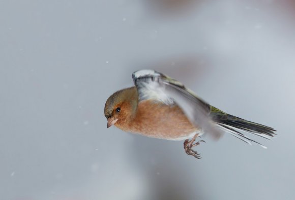 Fringuello - Common Chaffinch (Fringilla coelebs)