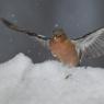 Fringuello - Common Chaffinch (Fringilla coelebs)