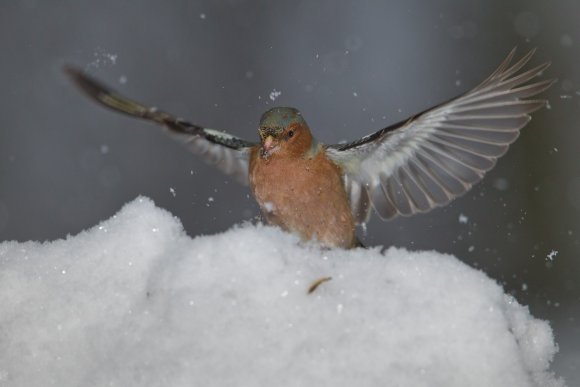 Fringuello - Common Chaffinch (Fringilla coelebs)