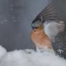 Fringuello - Common Chaffinch (Fringilla coelebs)