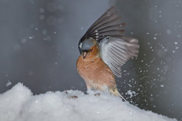 Fringuello - Common Chaffinch (Fringilla coelebs)