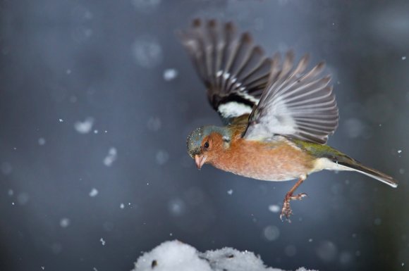 Fringuello - Common Chaffinch (Fringilla coelebs)