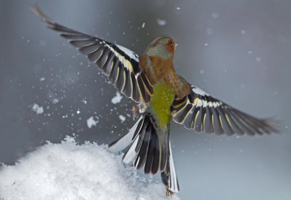 Fringuello - Common Chaffinch (Fringilla coelebs)