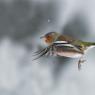 Fringuello - Common Chaffinch (Fringilla coelebs)