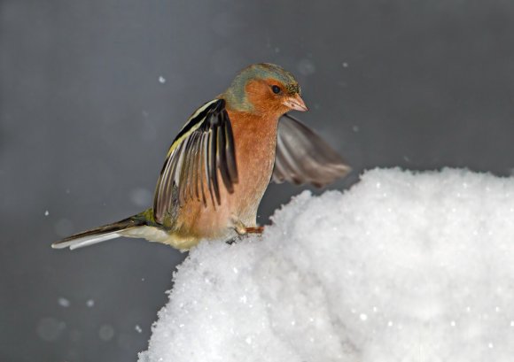 Fringuello - Common Chaffinch (Fringilla coelebs)