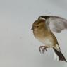 Fringuello - Common Chaffinch (Fringilla coelebs)