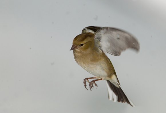 Fringuello - Common Chaffinch (Fringilla coelebs)