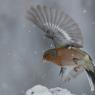 Fringuello - Common Chaffinch (Fringilla coelebs)