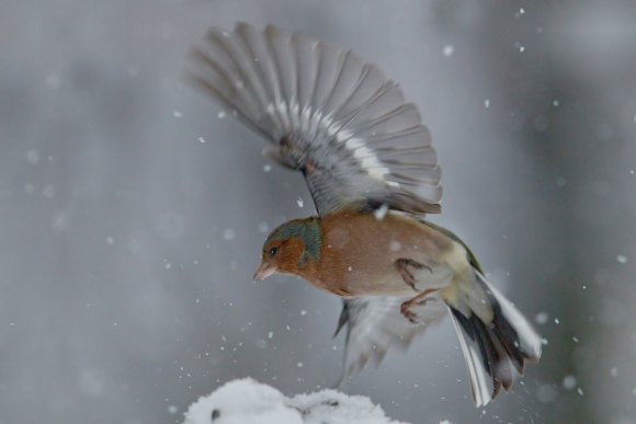 Fringuello - Common Chaffinch (Fringilla coelebs)