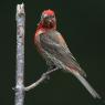 House finch (Haemorhous mexicanus)