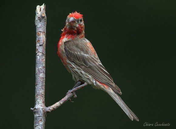 House finch (Haemorhous mexicanus)